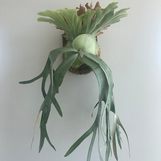 platycerium willinkii staghorn fern