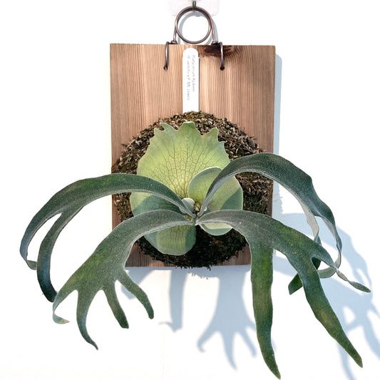 Platycerium "Rydeen"