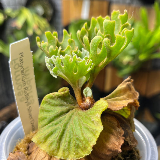 Dwarf Silver Platycerium Ridleyi
