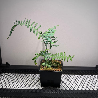 Lecanopteris Deparioides