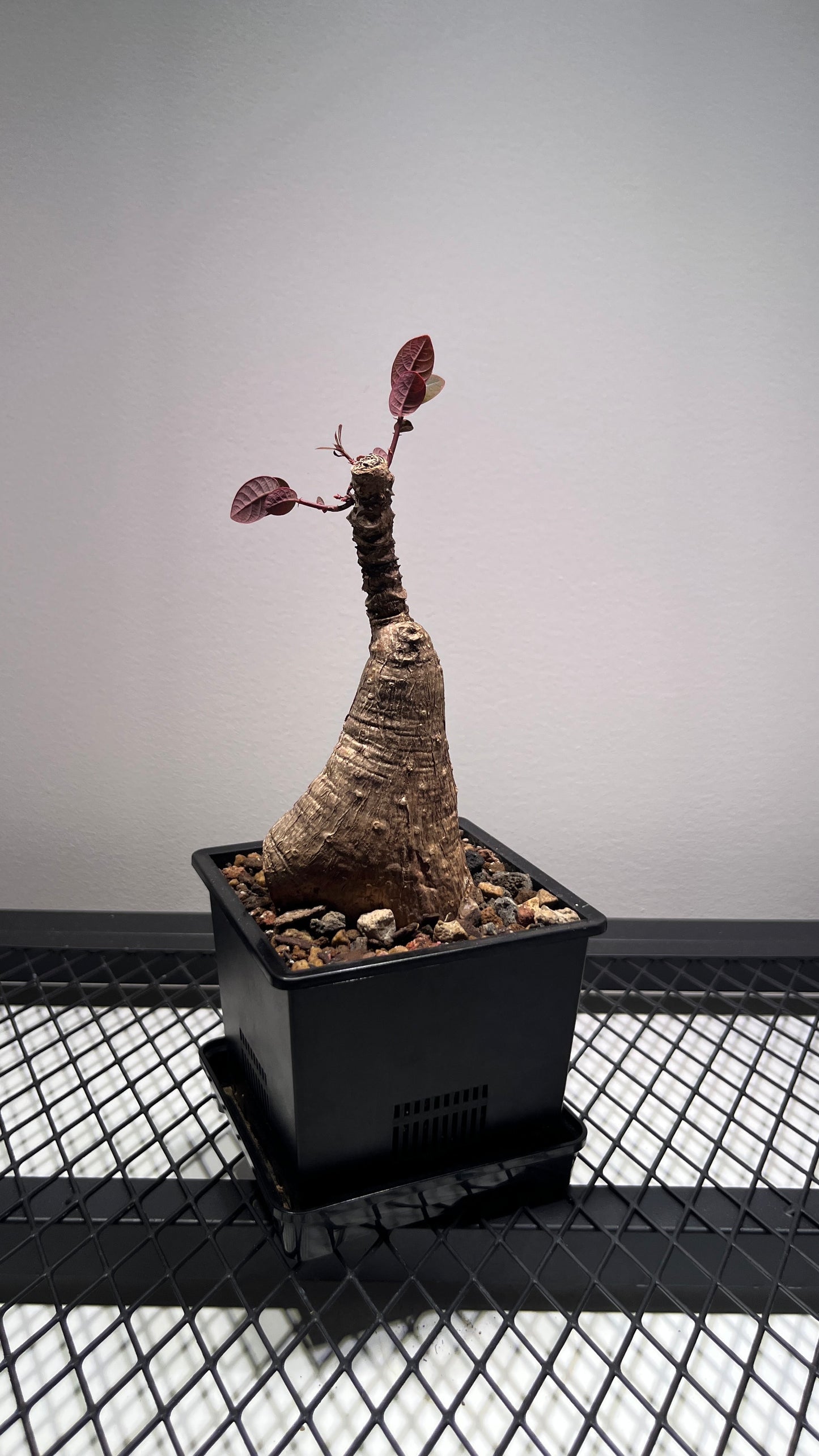 Phyllanthus Mirabilis Caudex Bulb