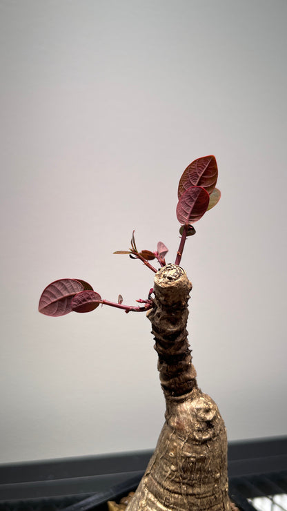 Phyllanthus Mirabilis Caudex Bulb