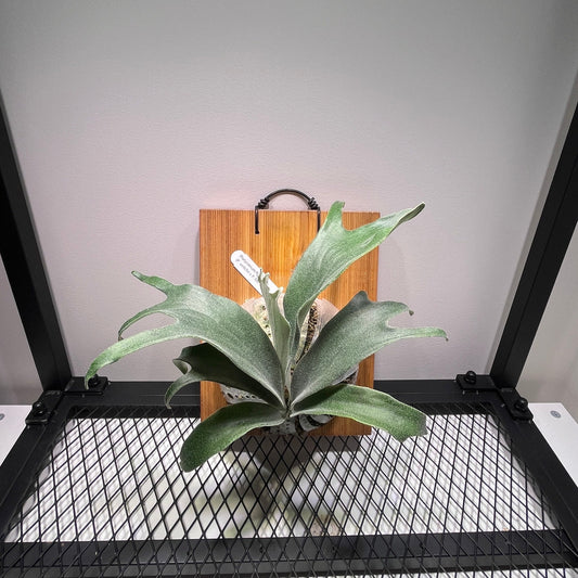 Platycerium "Rydeen"
