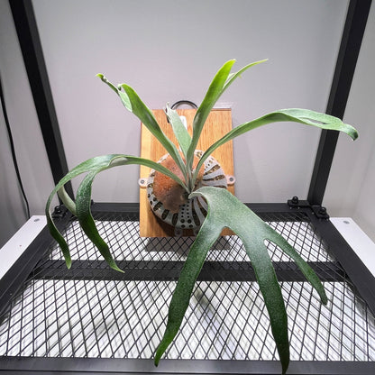 Platycerium "Rydeen"