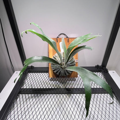 Platycerium "Rydeen"