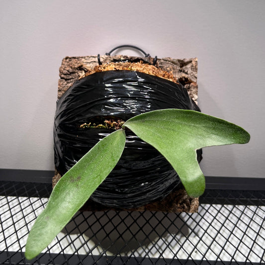 Platycerium Alcicorne "Madagascar" Staghorn Fern 4"