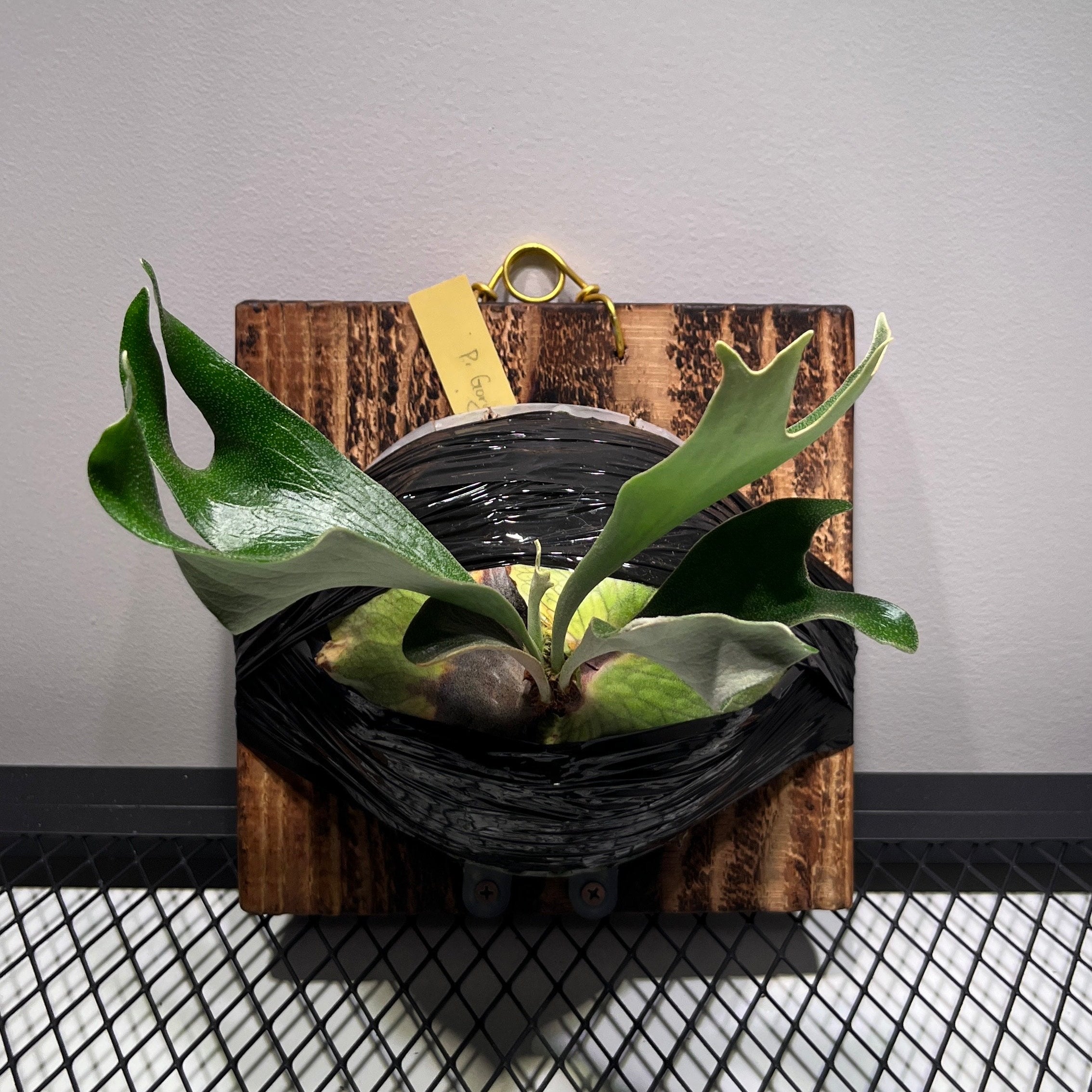 アルシコルネ　ゴルゴン　ビカクシダ P alcicorne 'Gorgon'② @bikamori com アルシコルネ ゴルゴン