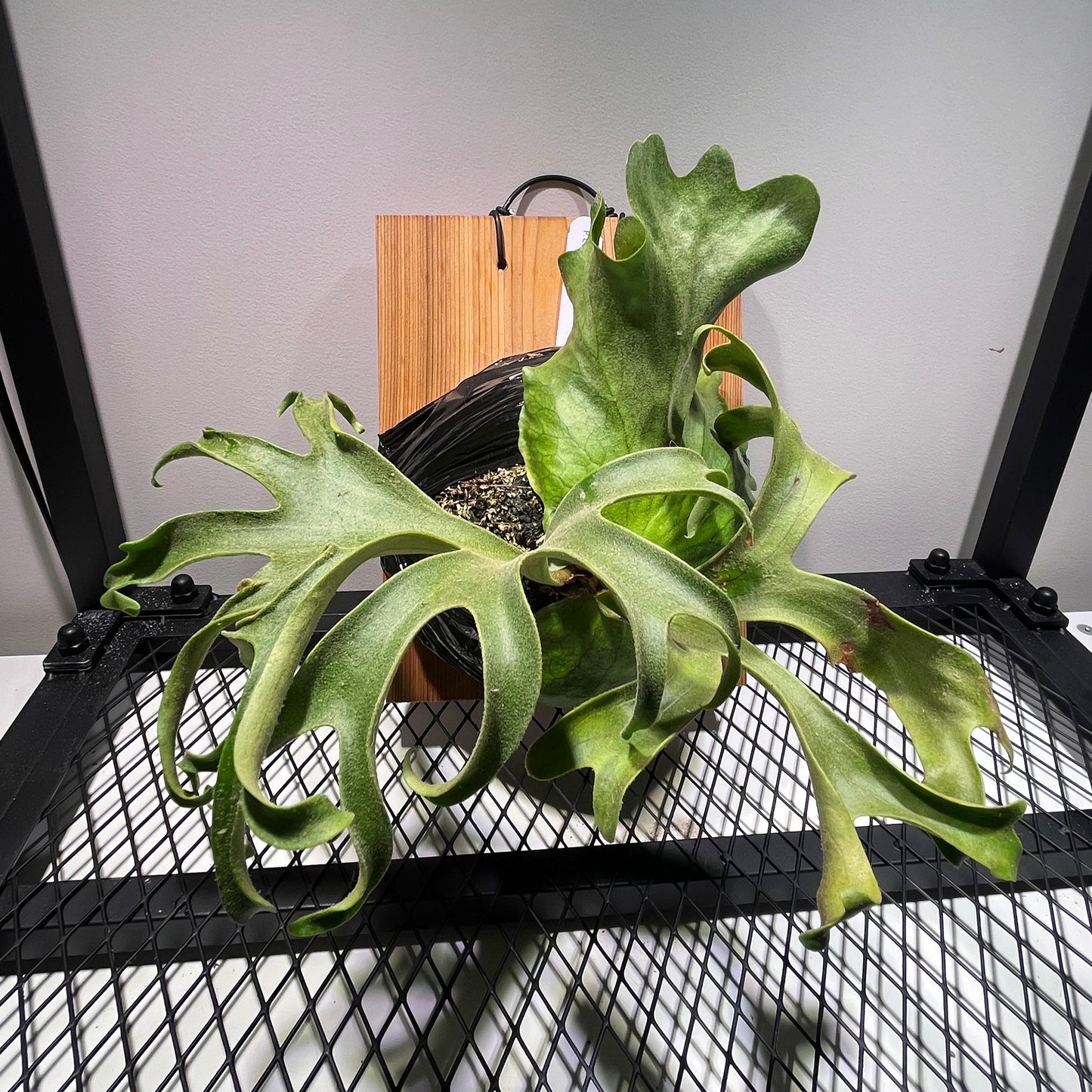 platycerium coronarium philipines 