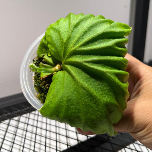 platycerium pakarang