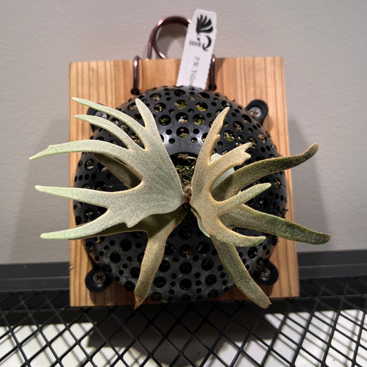 platycerium yellowmoon dwarf