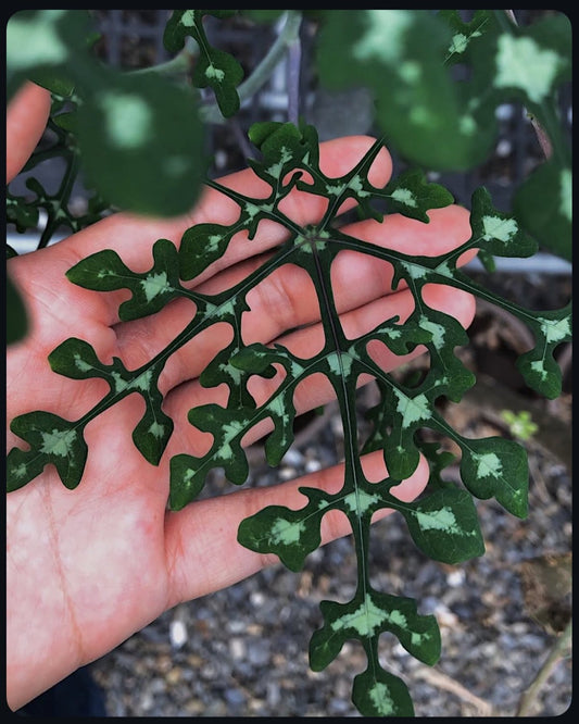 Hand holding a small green plant with a blurred background