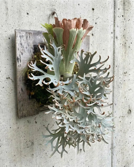 Platycerium « Ginka »