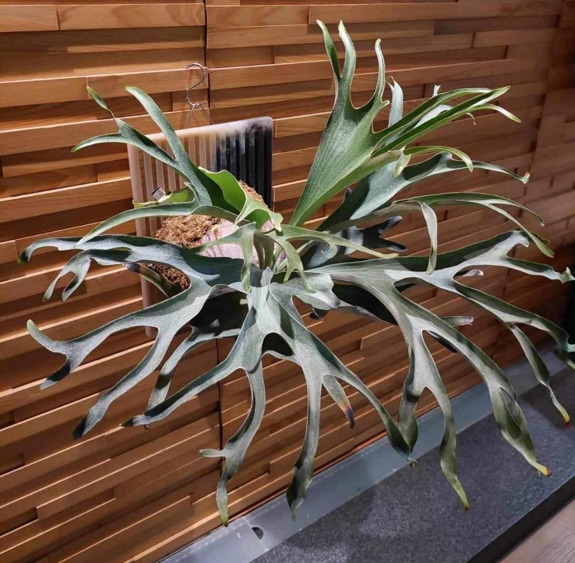 P. willinckii cv. 'Queen Meduusa' P. Willinckii Blue Queen: Rare