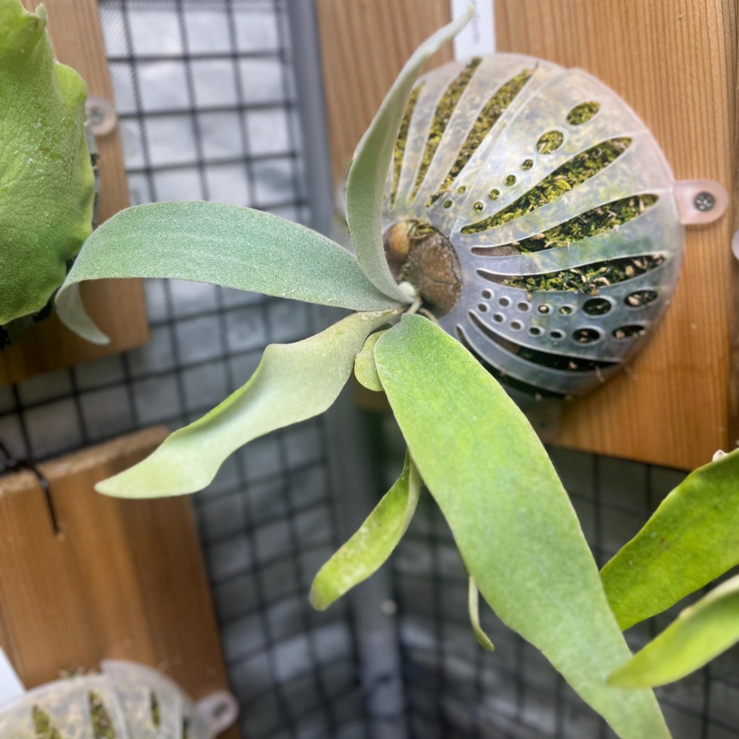 Platycerium “Monkey North”