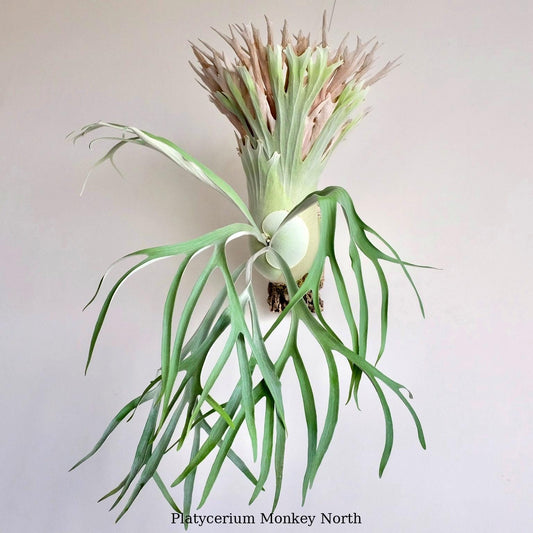 Platycerium “Monkey North”