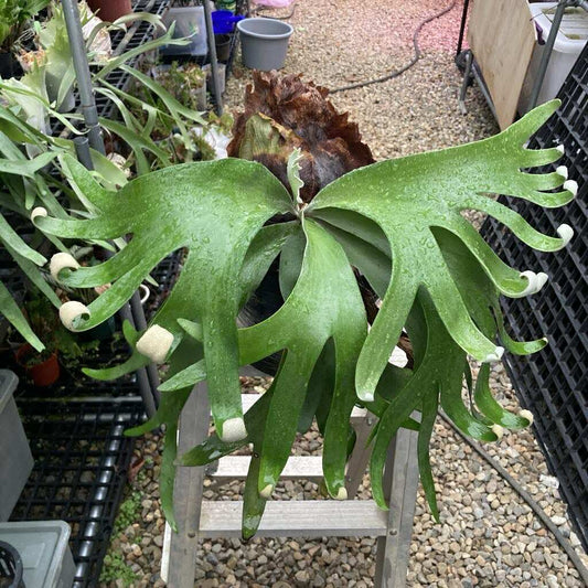 Large staghorn fern foong siqi in a pot with a garden background