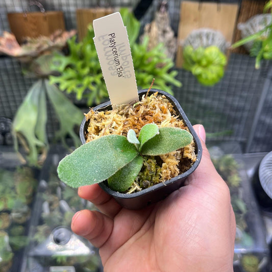 Platycerium “Elsa” - Snow Queen Staghorn