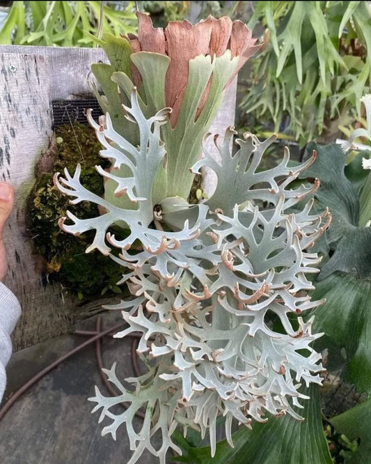 Platycerium “Ginka”