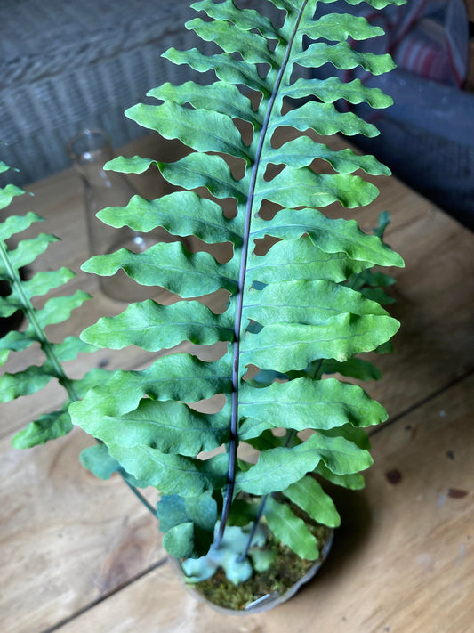 Lecanopteris Deparioides