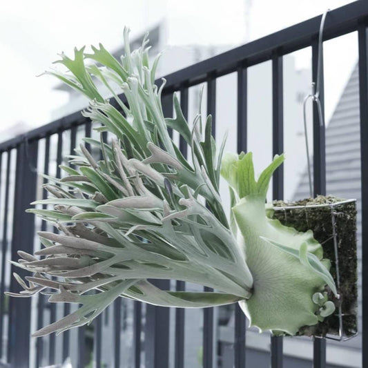 Platycerium “Elsa” - Snow Queen Staghorn