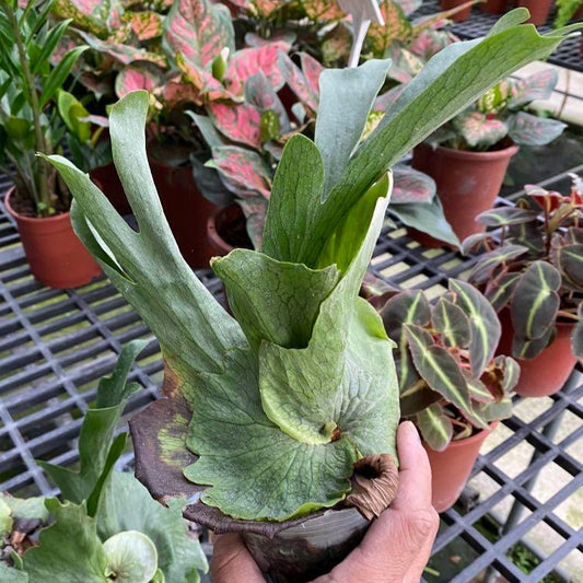 Platycerium Wandae