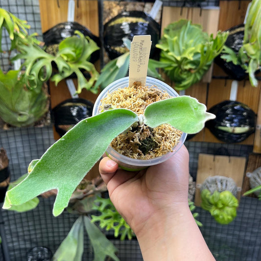 Platycerium “Pedro Tatsuta” - Willinckii Collector’s Masterpiece