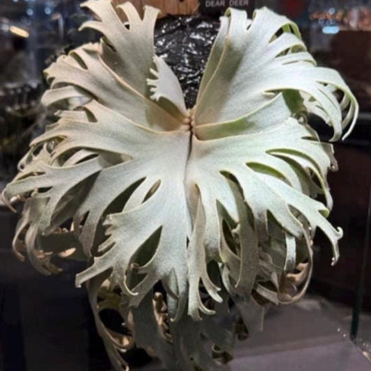 platycerium bacteria