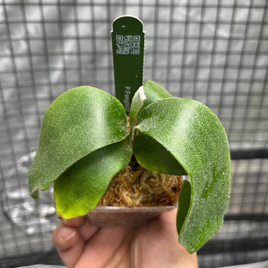Platycerium “Foong SiQi”