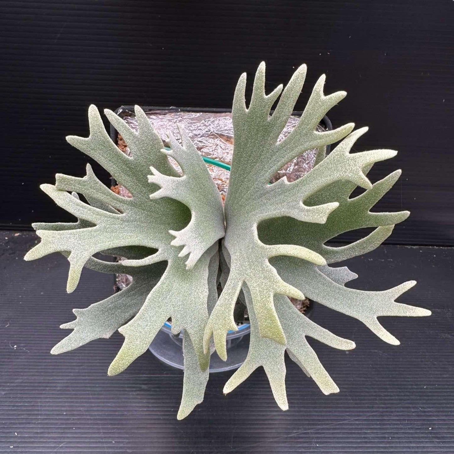 XL Platycerium Willinkii “Jade Girl”