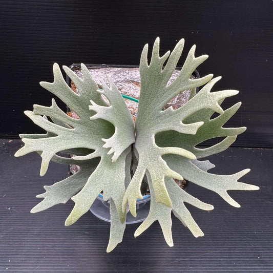 XL Platycerium Willinkii “Jade Girl”