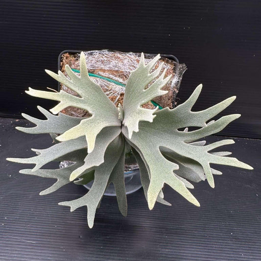 XL Platycerium Willinkii “Jade Girl”