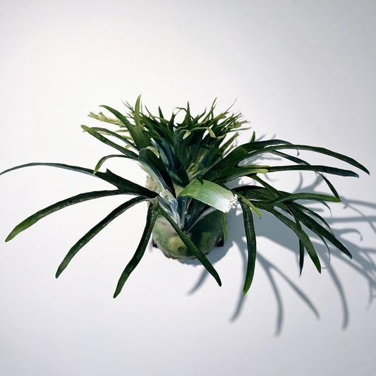 platycerium rydeen