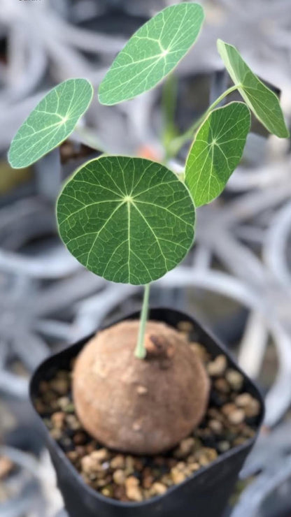 Stephania Erecta Caudex