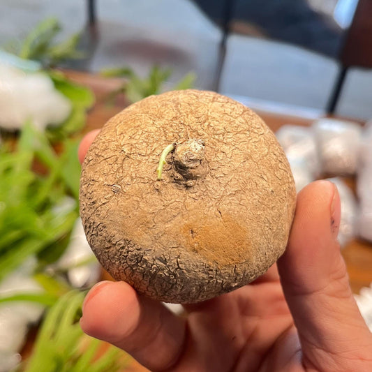Stephania Erecta caudex plant bulb