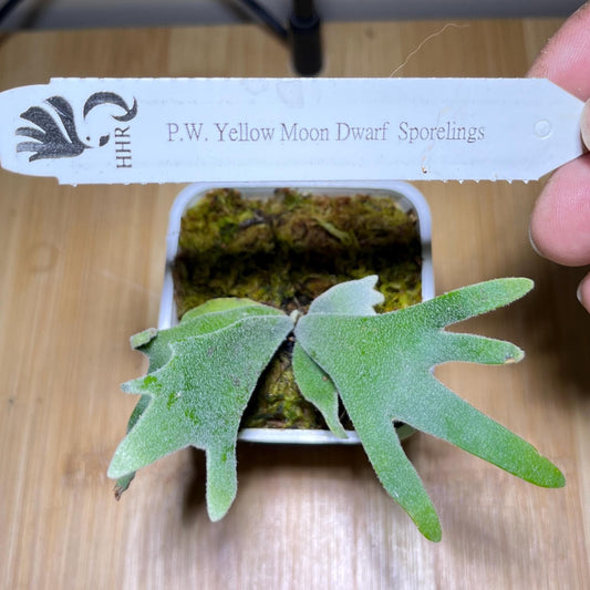 Platycerium Willinkii "Yellow moon Dwarf" sporeling (HHR authentic)