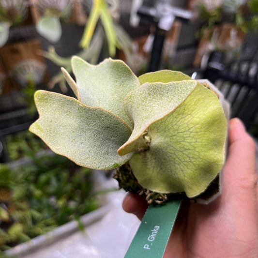 Platycerium “Ginka” in nursery pot