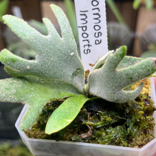 Playcerium Willinkii “Bacteria” in Nursery Pot