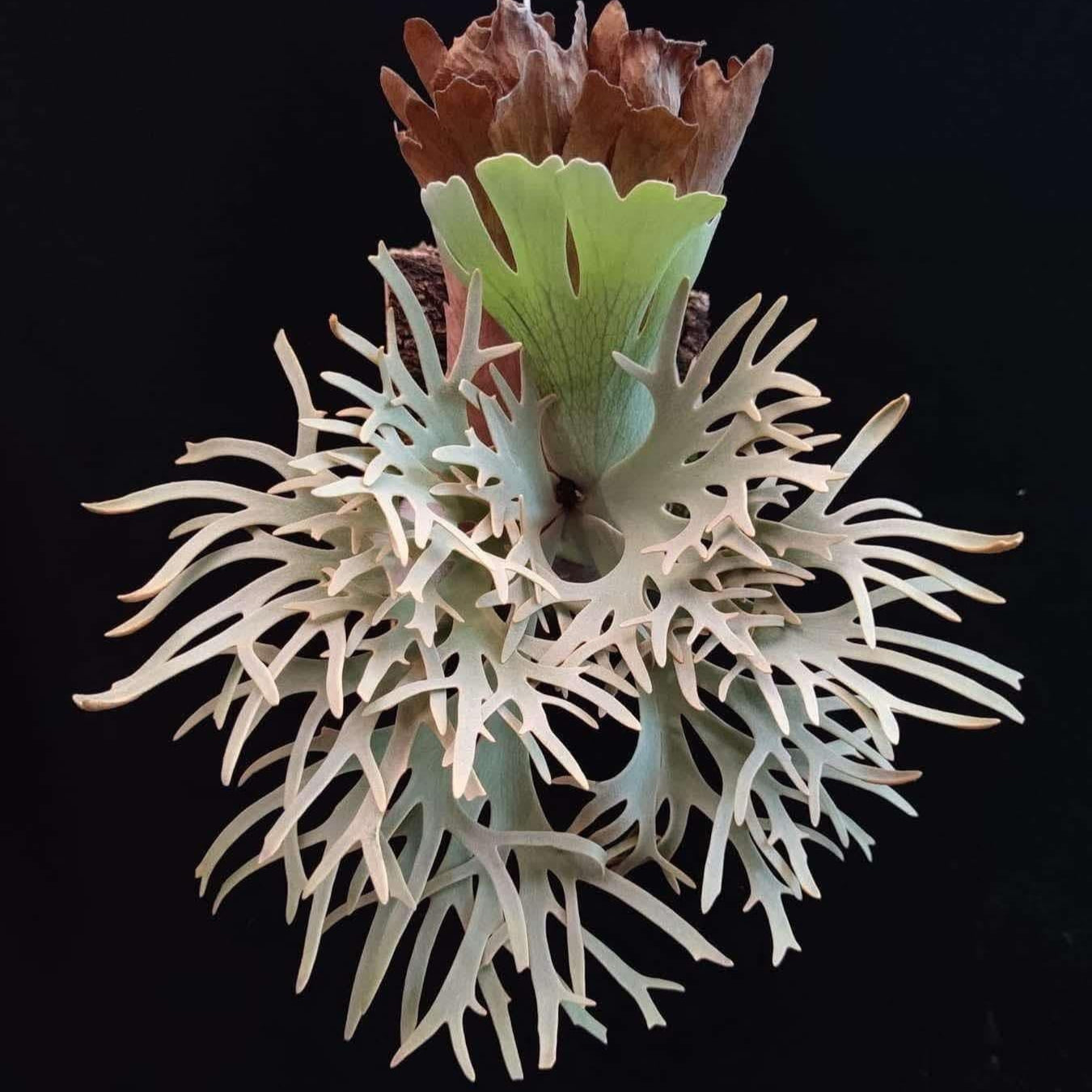 platycerium Yellow Moon Dwarf Sporeling (YMDS)