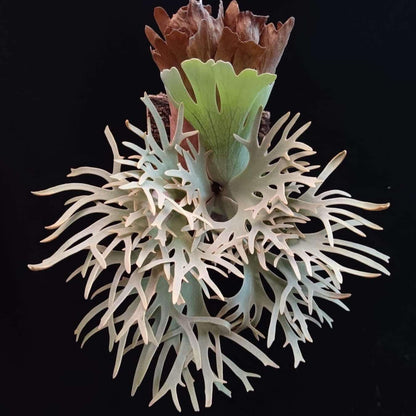 platycerium Yellow Moon Dwarf Sporeling (YMDS)