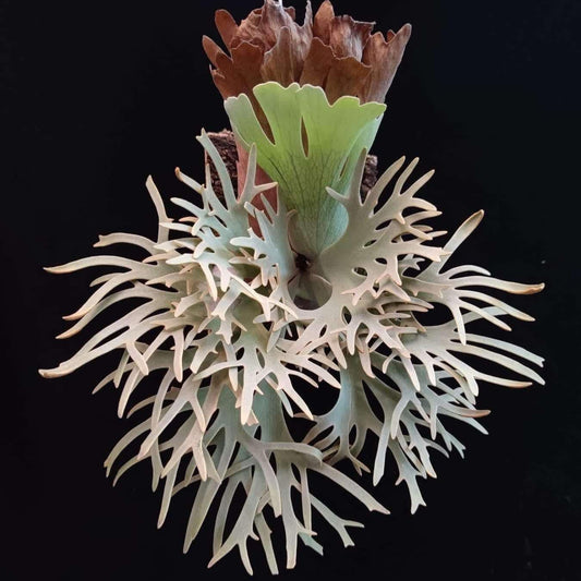 platycerium Yellow Moon Dwarf Sporeling (YMDS)