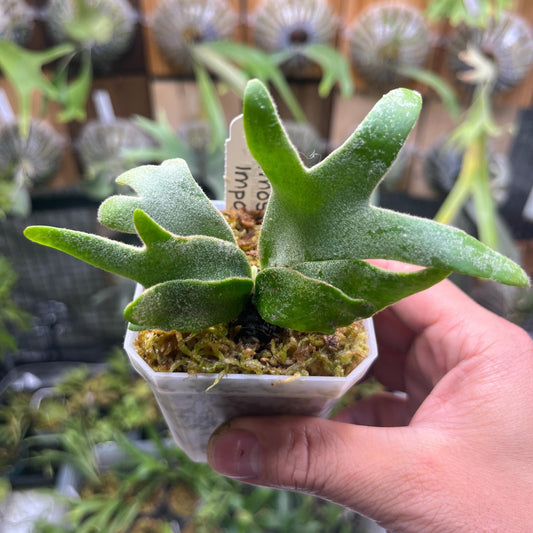 Platycerium Willinkii “Jade Girl” in Nursery Pot