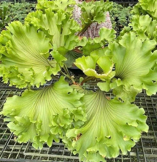 Platycerium Ridleyi “Monkey King” in Nursery Pot