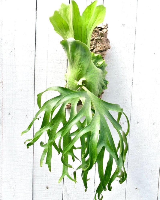Platycerium Coronarium “Philippine” 