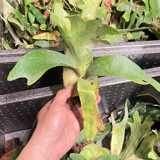 Platycerium Willinkii Ready to mount size