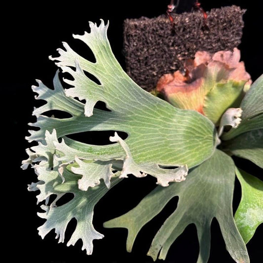 Platycerium “Ginka” 