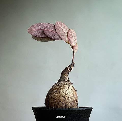 Phyllanthus Mirabilis Caudex Bulb