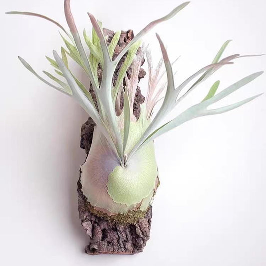 Platycerium Veitchii in nursery pot