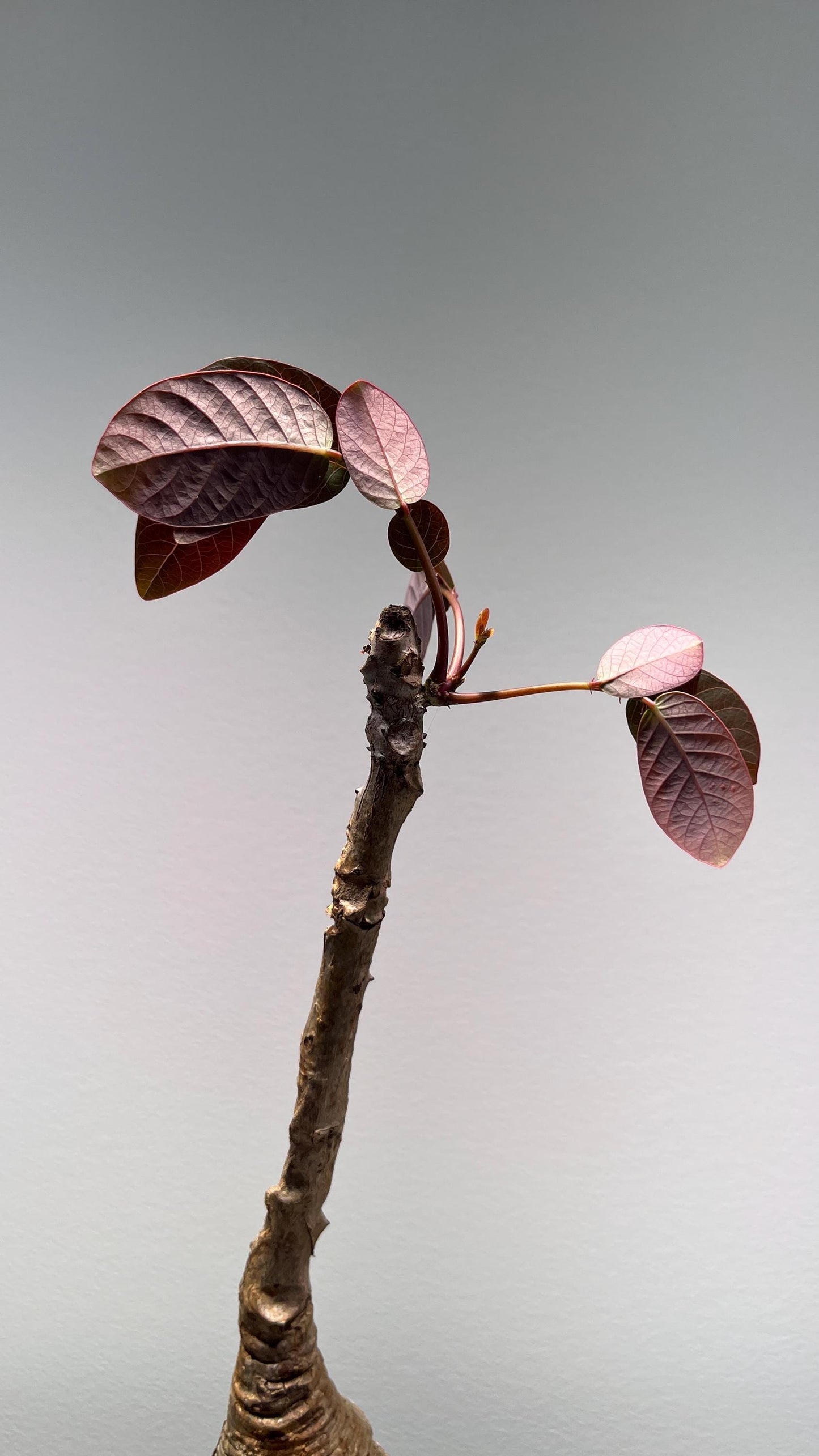 Phyllanthus Mirabilis Caudex Bulb
