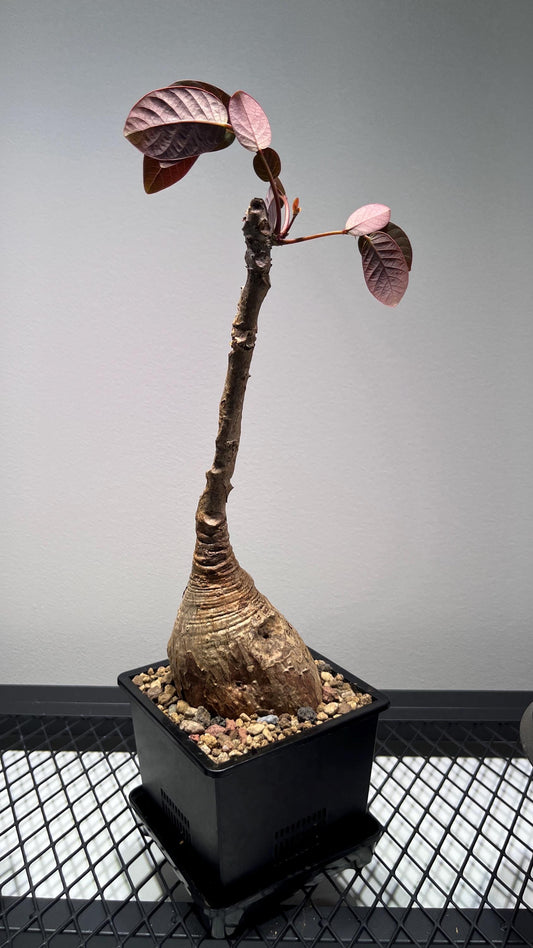 Phyllanthus Mirabilis Caudex Bulb