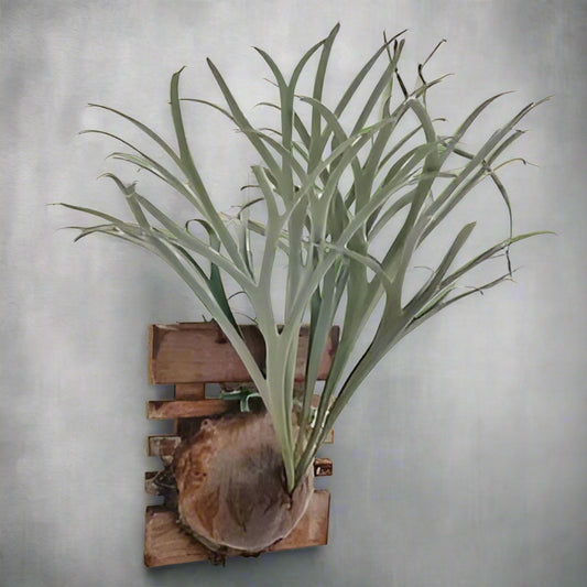 Platycerium Alcicorne on the wall